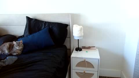 Yoshi online show from February 27, 6:00 pm