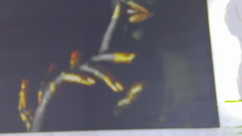 Alexa online show from February 24, 2:15 pm