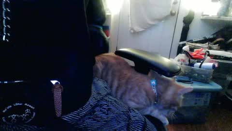 TwackedNTatted online show from December 12, 7:37 pm
