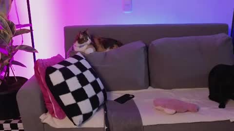Violet online show from June 12, 2:54 am