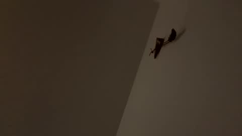 walter204 online show from November 9, 8:22 pm