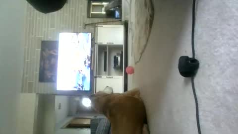 Willhedoher online show from April 27, 1:52 pm