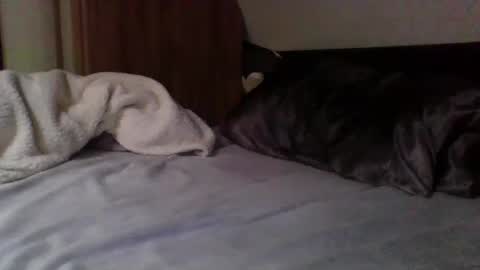 papa bear online show from February 9, 3:56 pm